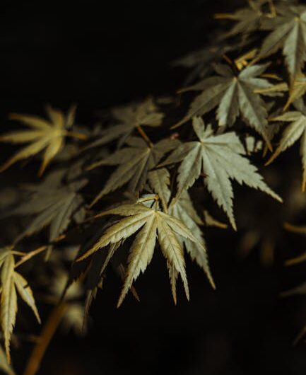 Питательная ценность семян конопли в кормлении птиц