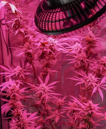 Автоцветущий сорт конопли Auto Blue Kush от Dinafem Seeds