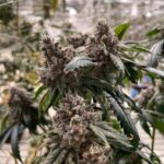 Посев и выращивание конопли: оптимальная глубина посадки семян img-11.jpg