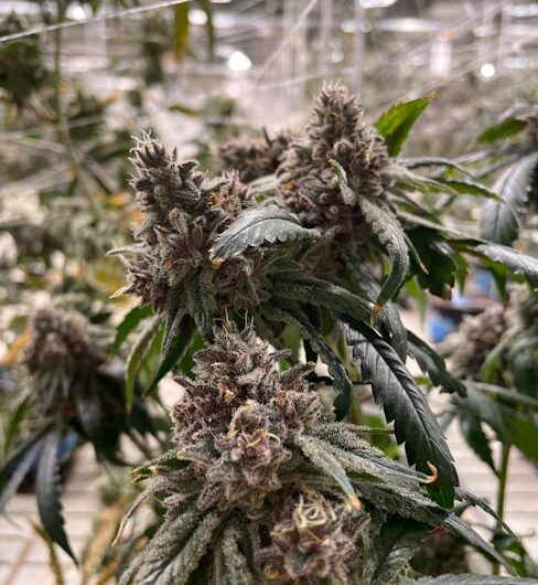 Посев и выращивание конопли: оптимальная глубина посадки семян