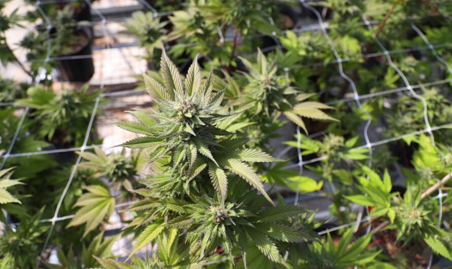 Сорта и виды конопли и их культивирование