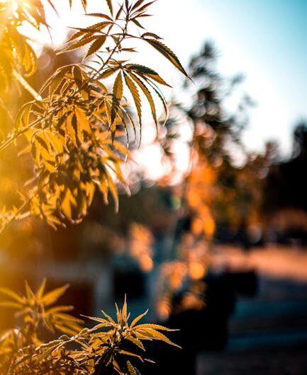 Распространение синтетических наркотиков в России