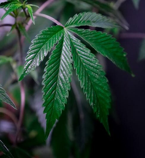 Анаша и ее свойства