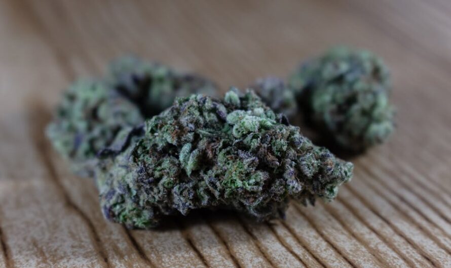 Покупка семян конопли в России через интернет-магазин: преимущества и особенности выбора