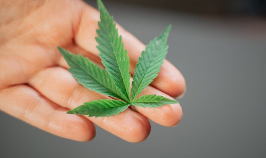 Преимущества покупки технической конопли оптом