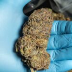 Пророст Семени Конопли Основные Принципы img-13.jpg