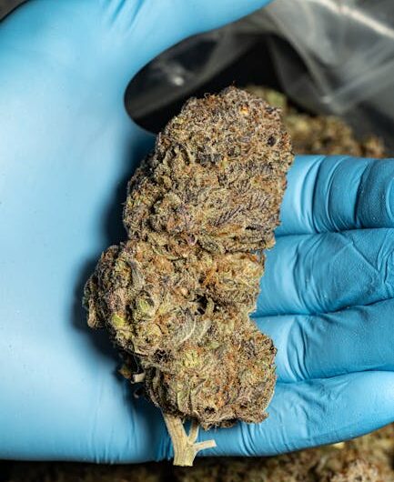 Пророст Семени Конопли Основные Принципы