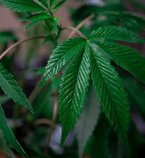 Купить семена конопли с доставкой почтой по России