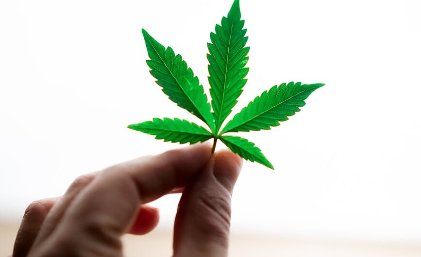 Полезные свойства конопли и ее семян