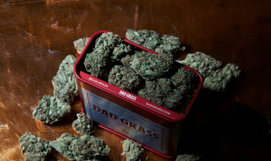 Выращивание марихуаны из семян для начинающих