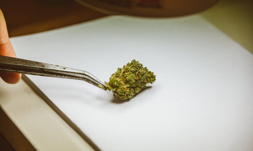 Семена конопли и их использование в кулинарии и здоровом питании