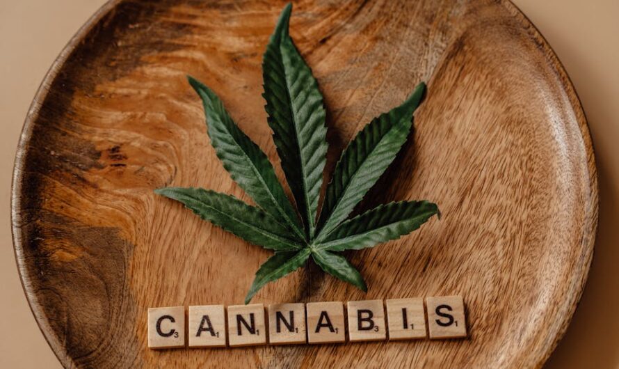 Семена конопли Thinker feminised