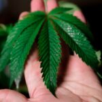 Семена марихуаны свойства и виды где купить и как выбрать правильно img-144.jpg