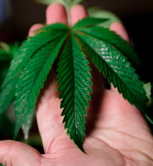 Семена марихуаны свойства и виды где купить и как выбрать правильно