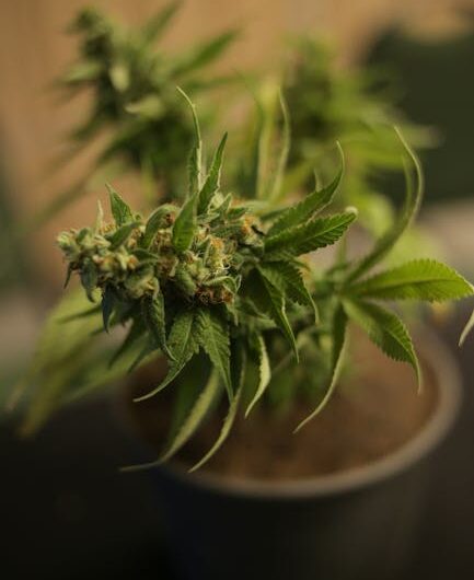 Марихуана и ее свойства