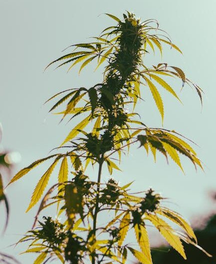 Марихуана на Кубе: Легальность, Доступность и Цены