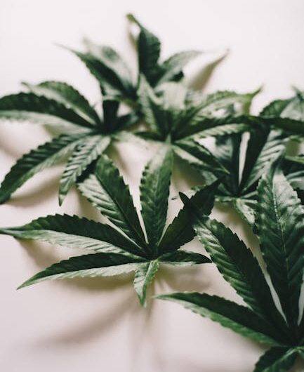 Выращивание марихуаны из семян