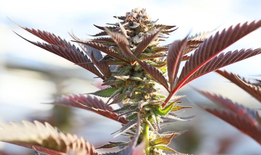 Семена конопли свойства и применение в Алматы