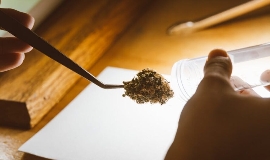 Семена марихуаны и канабиса для выращивания в России