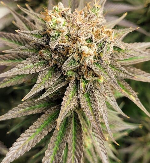 ЛСД в Новосибирске и России: свойства, правовой статус и риски приобретения