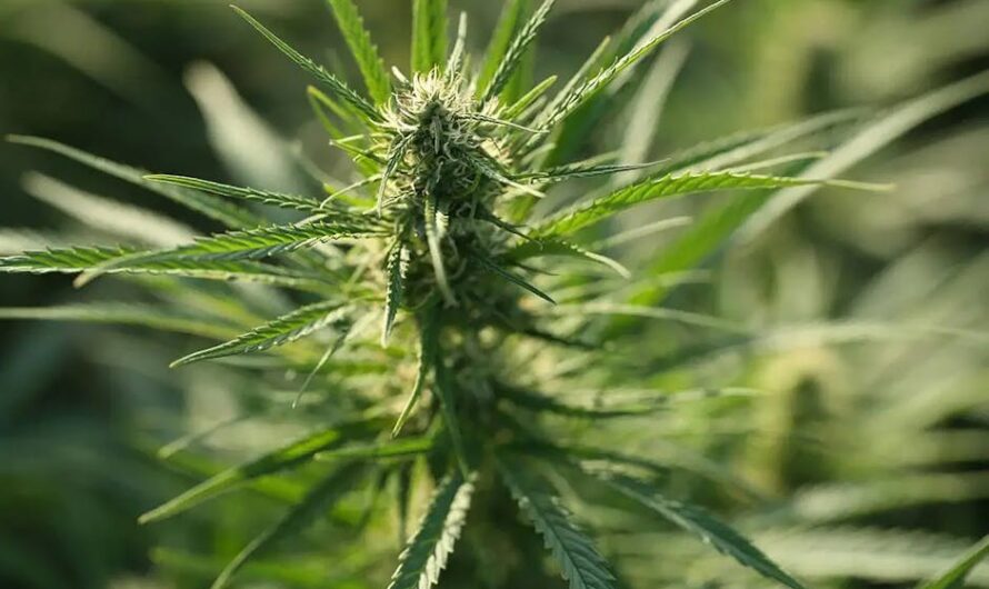 Семена конопли и их использование