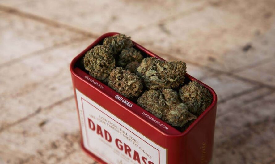 Подготовка и проращивание семян конопли