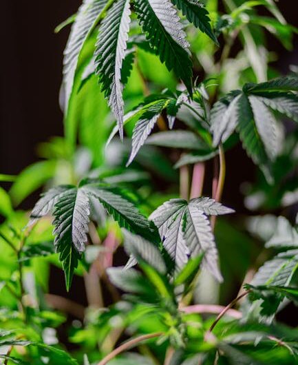 Марихуана в России свойства и правовой статус