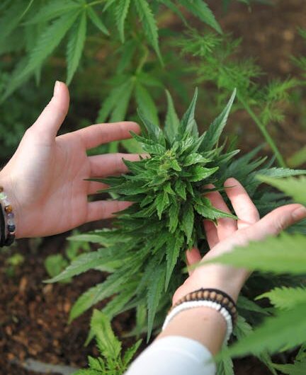 Купить семена конопли в Москве