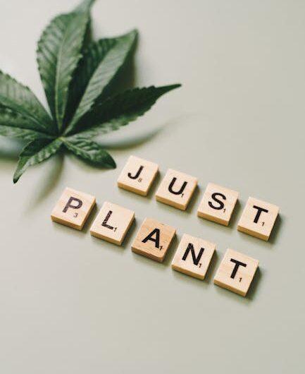 Полезные свойства семени конопли и его применение