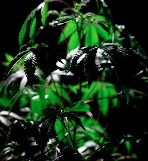 Семена конопли Auto Siberian Haze regular Ganja Seeds обзор