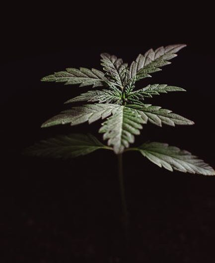 Наркотические средства и их свойства