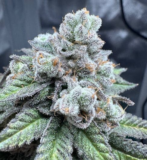 Правовой статус марихуаны в Италии и способы ее приобретения в Риме