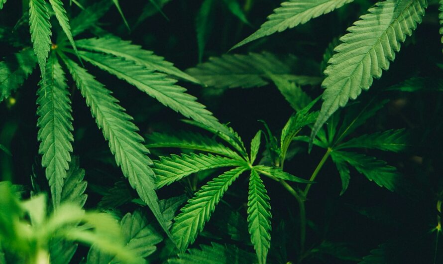 Книга Город без наркотиков как эффективный способ преодоления наркозависимости