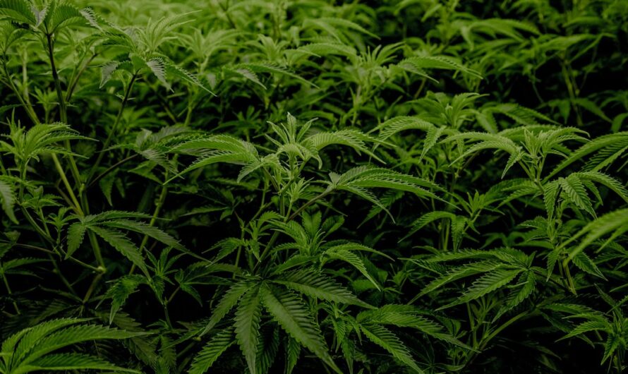 Марихуана в Соединенных Штатах Америки