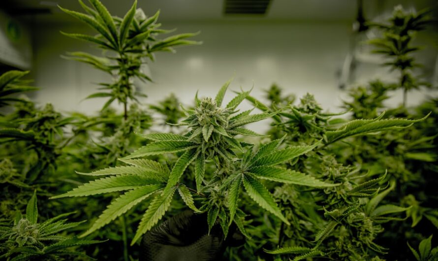 Купить семена конопли онлайн: особенности и преимущества