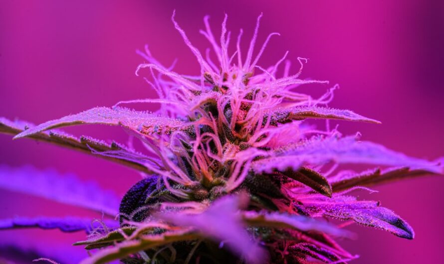 Героиновая зависимость в Воронеже и России