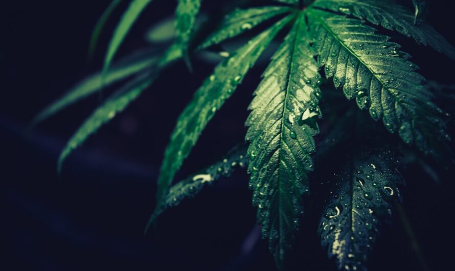 Покупка семян конопли онлайн в России