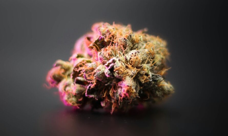 Купить семена конопли в Москве