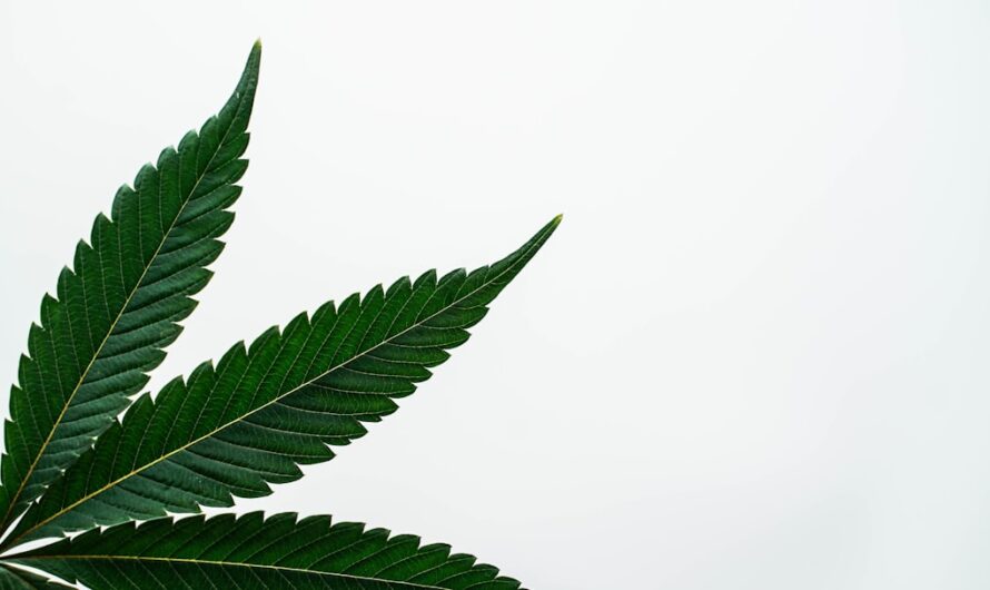 Сорт конопли Passion Fruit от Dutch Passion Seeds