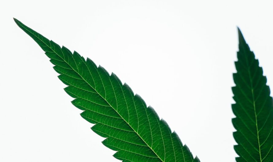 Семена конопли свойства применение и цена в Томске