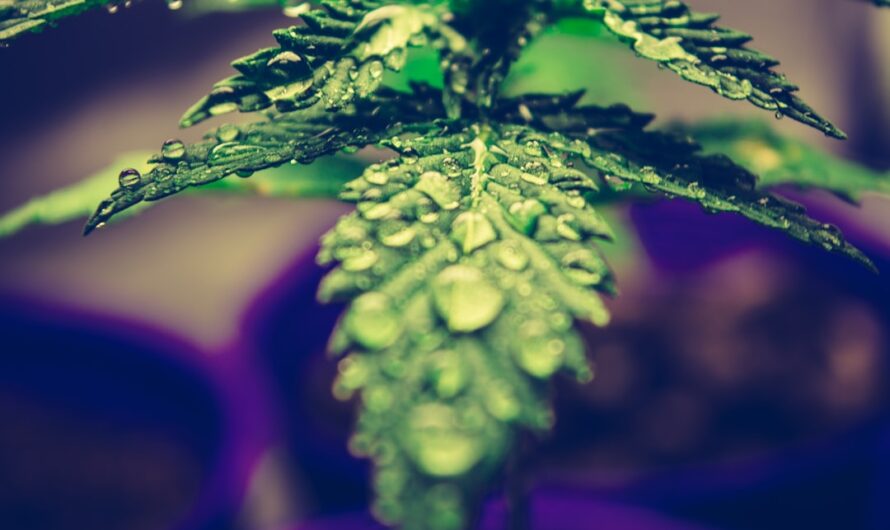 Купить семена конопли в Беларуси