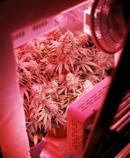 Каннабис в Праге: правовой статус и способы приобретения марихуаны