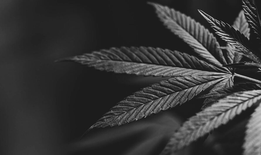 Купить спайс в москве онлайн