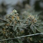 Купить дешевые семена конопли почтой в России img-2105.jpg