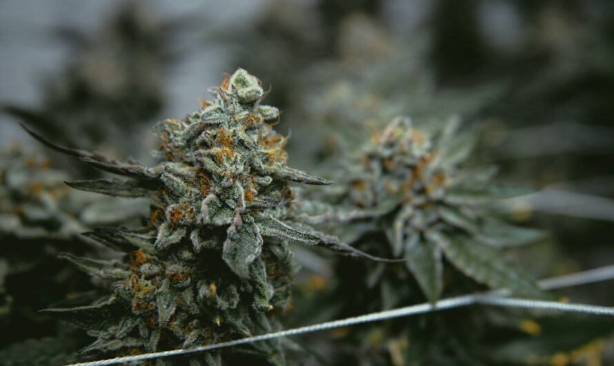 Купить дешевые семена конопли почтой в России