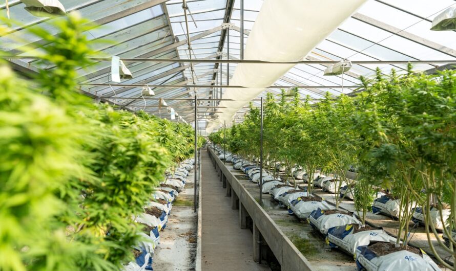 Купить дешевые семена конопли в интернет-магазине с доставкой по России и Украине