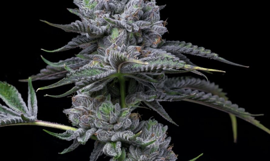 Сорт конопли Nefertiti feminised от Ganja Seeds
