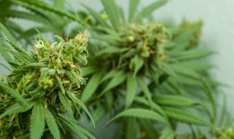 Обзор семян конопли Hard Day feminised