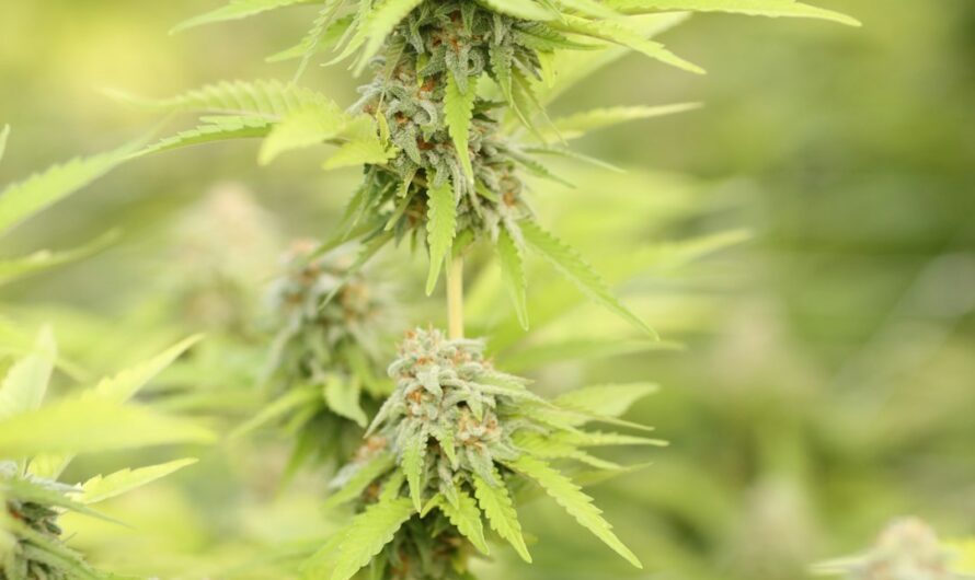 Семена марихуаны и их использование