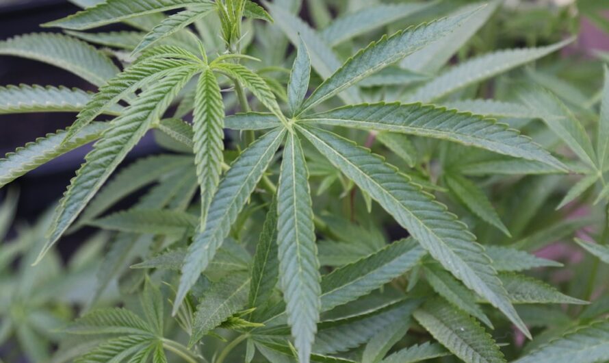 Семена конопли полезные свойства и применение